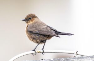 チャットでの質問に対するプログラミング対応はどうすれば良い？