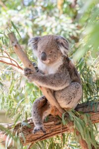 React Nativeを学ぶための最短コースはどこにある？